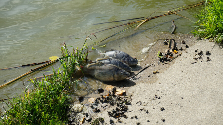 Ostajemo i bez šarana? Na dva jezera potvrđen koi herpes virus