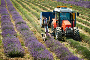 OPG-ovi iz Srijema i Međimurja među najvećim proizvođačima lavande u Hrvatskoj