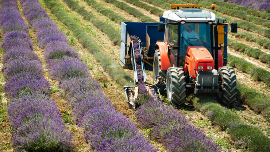 OPG-ovi iz Srijema i Međimurja među najvećim proizvođačima lavande u Hrvatskoj