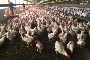 Epidemija ptičje gripe pogodila Španjolsku, usmrćeno više od 37.000 pilića