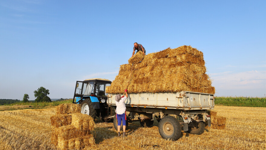 Tropska vrućina i mirna žetva: Pljuskovi tek krajem sedmice