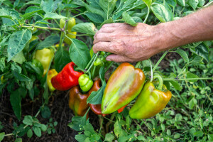 Paprika kad je zdrava pred berbu - mora sjati!