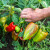 Paprika kad je zdrava pred berbu - mora sjati!