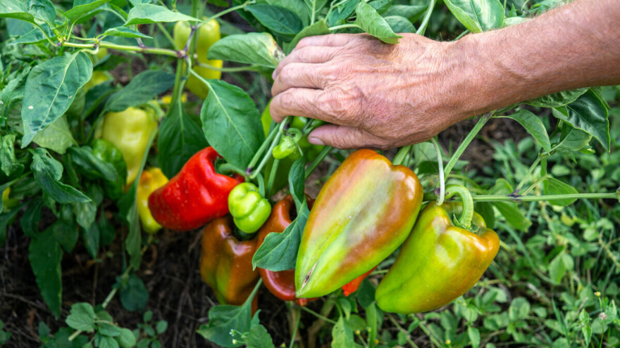 Paprika kad je zdrava pred berbu - mora sjati!