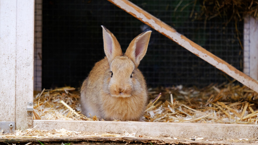Pravila prehrane kunića