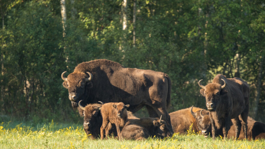 Farmer prisiljen okončati uzgoj bizona zbog čopora vukova