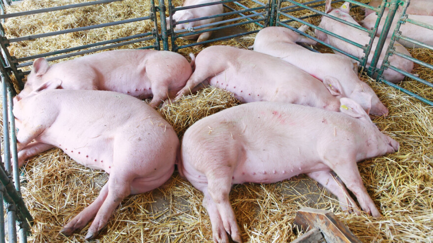 Širi se afrička svinjska kuga, zaraza potvrđena u novim naseljima izvan zone ograničenja