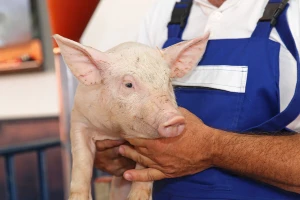 Dobili ste odluku o povratu sredstava dobivenih zbog afričke svinjske kuge? Revidirana je