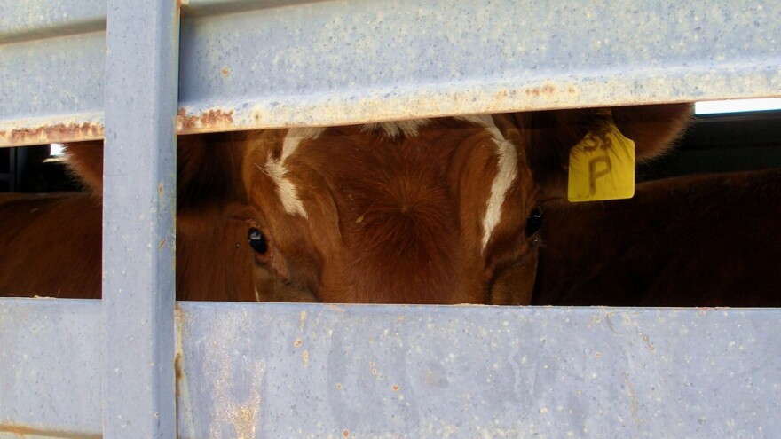 Zatražene hitne mjere nadzora i kontrole na granicama zbog slinavke i šapa
