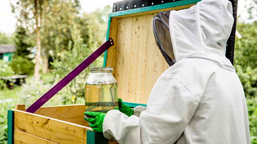 Šećerni sirup može biti efikasan način osiguranja preživljavanja pčela, ali oprez