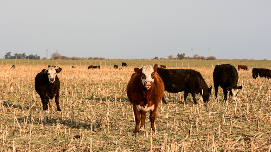 Jeftinije žitarice, meso i šećer dovele do blagog pada cena hrane