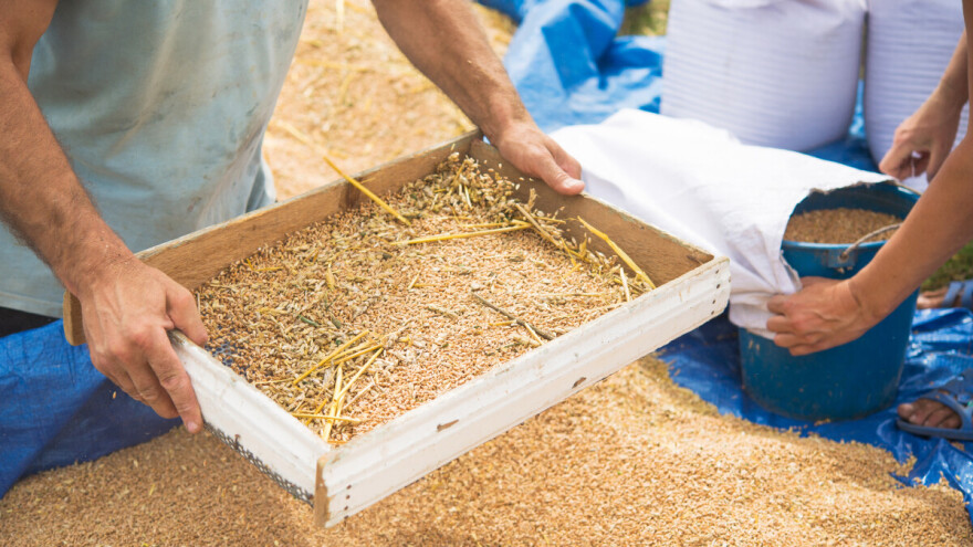 Kraj žetve: Ratare iznenadili prinosi, a Stevu i smrdibube u zrnu