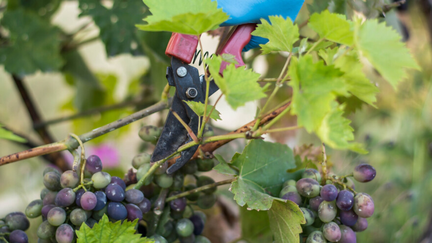 Uklanjanjem i spaljivanjem obolelih lastara i grozdova smanjuje se rizik od crne truleži