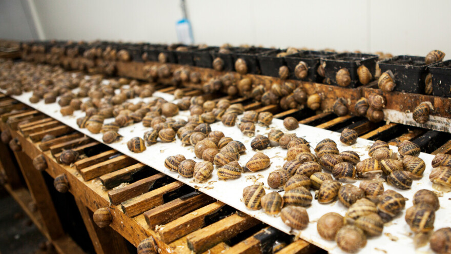 Potencijal uzgoja puževa u Hrvatskoj