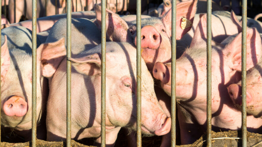 Ukinute zone zaštite od afričke svinjske kuge u Vukovarsko-srijemskoj županiji