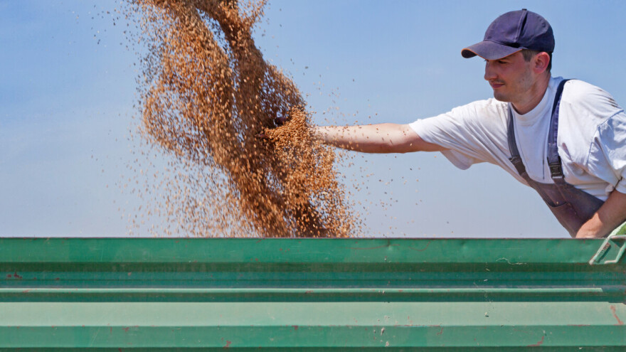 Rastu cene i žitarica i uljarica - koji su razlozi?