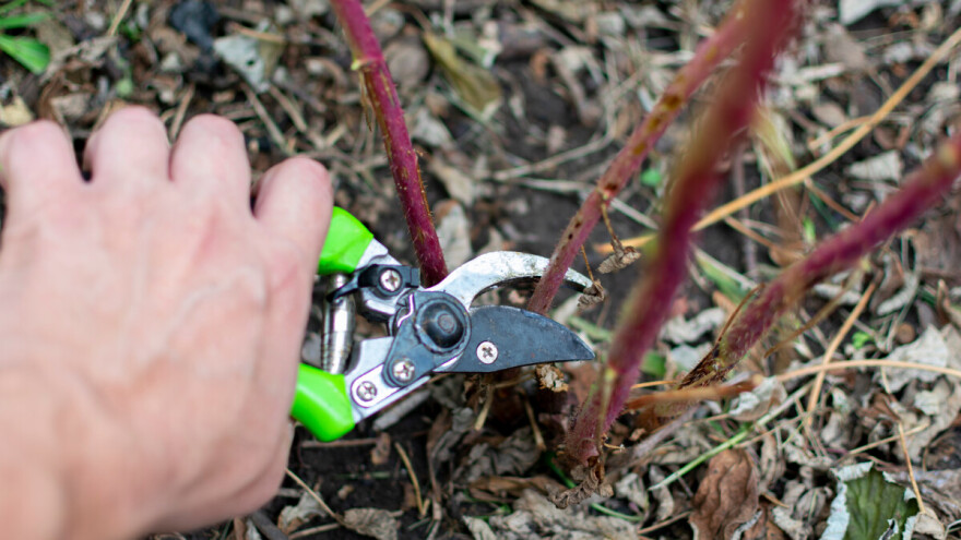 Rast cijene jedini spas za malinu: 90 posto jesenjeg roda nije naplaćeno