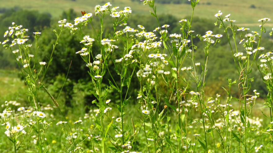 Krasolika i kanadska hudoljetnica: Sveprisutni korovi koji ugrožavaju prinose