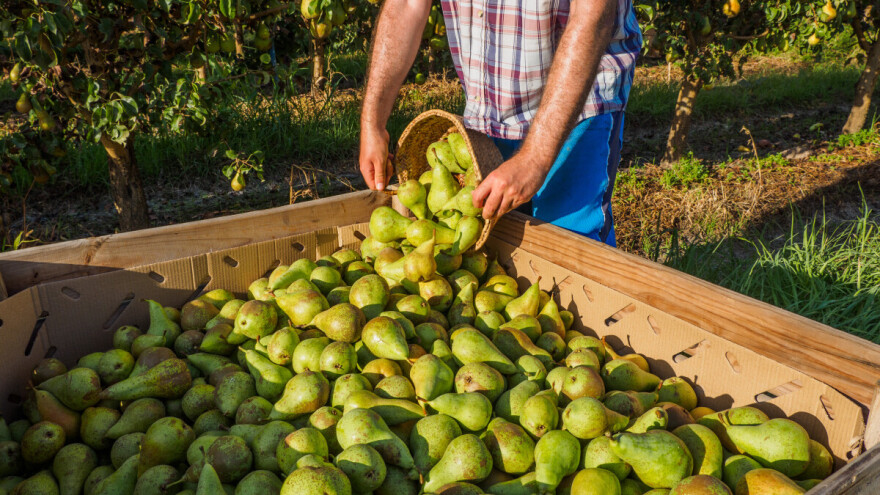 Kruške koje možda više nikada nećemo vidjeti