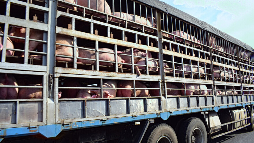 Misteriozni nestanak na farmi: U jednoj noći ukradeno čak 500 svinja!