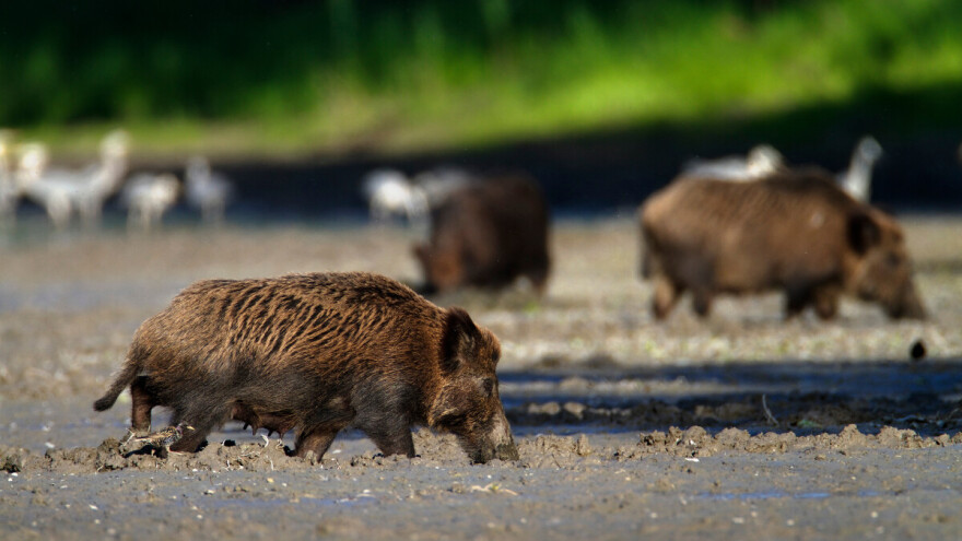 Slijedi odlučniji odstrjel divljih svinja? Afrička svinjska kuga potvrđena kod 41 grla