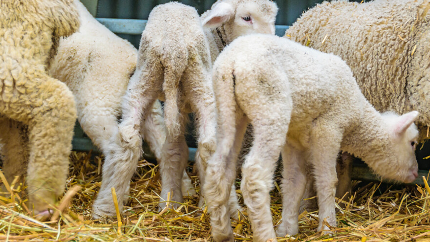 Nova krađa janjadi na području Đakova, šteta oko 2.000 eura