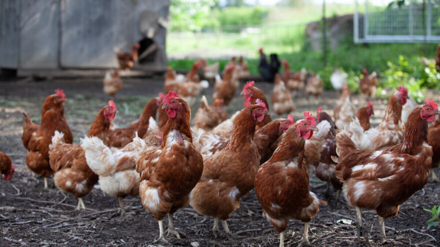 Nemačke farme ne mogu da zadovolje rekordnu potražnju za jajima