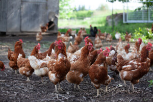Njemačke farme ne mogu zadovoljiti rekordnu potražnju za jajima