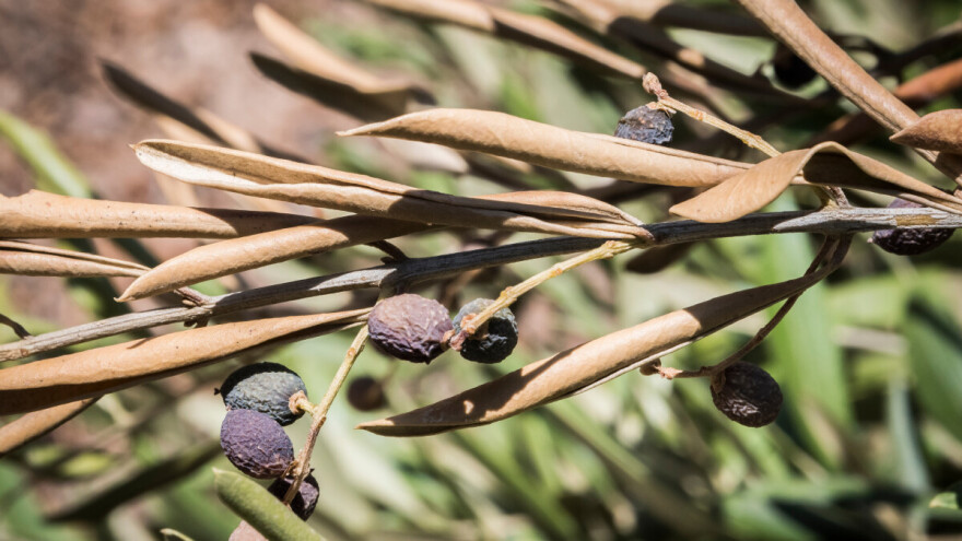 Prvi veliki pomak: Toplina učinkovita protiv bakterije Xylelle na više biljnih vrsta