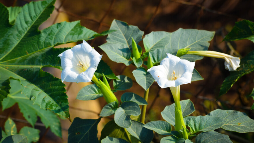 Isceliteljka opasnih namera: zašto tatulu bije loš glas?