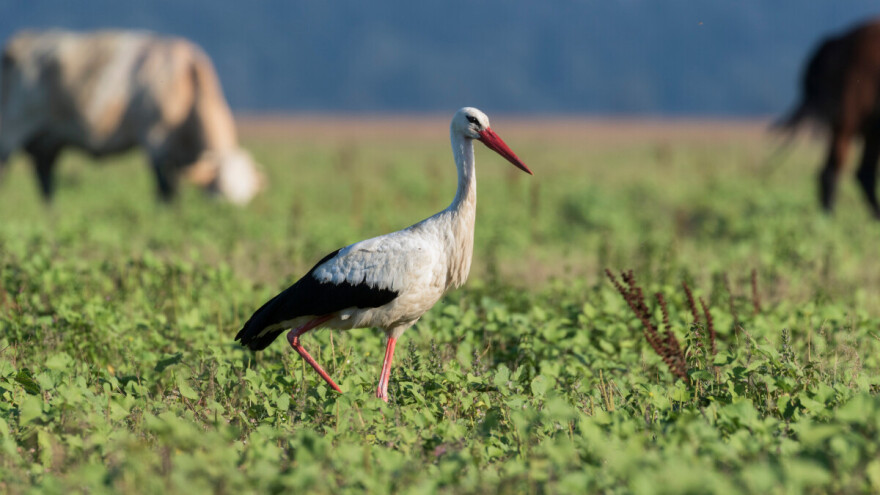 Udruga Biom: Dugoročni proračun EU okreće leđa i zaštiti prirode