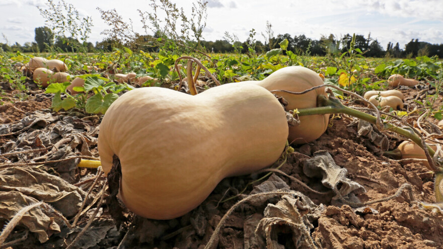 Kada su tikve spremne za berbu i kako ih čuvati narednih mjeseci?