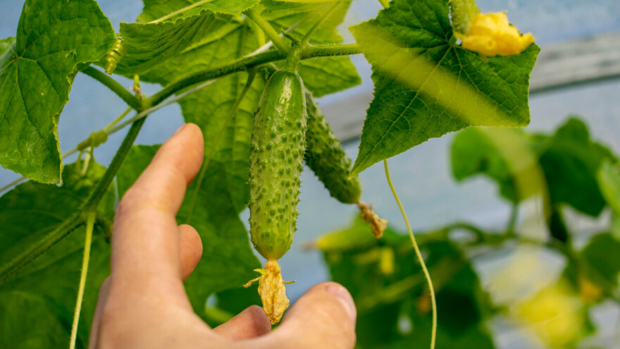 Kako se određuju klase kornišona?