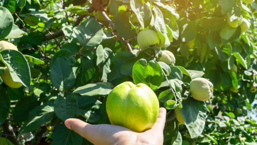 Prerano ubrani plodovi dunje nemaju boju, ukus, miris - kako ih ipak iskoristiti?