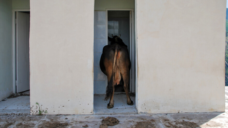 Krave u WC-u: Švicarska uvodi prvi toalet za smanjenje amonijaka u štalama