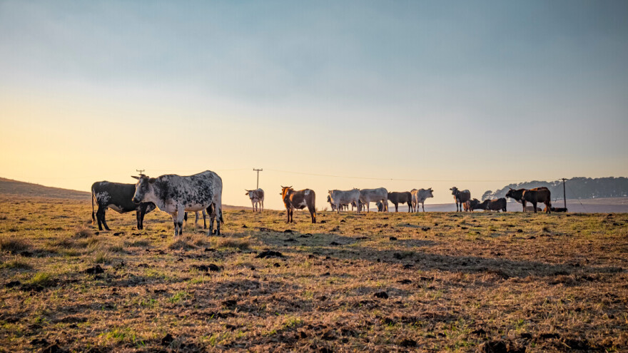 Zbog suše prisiljeni smanjiti stočni fond za čak 30%