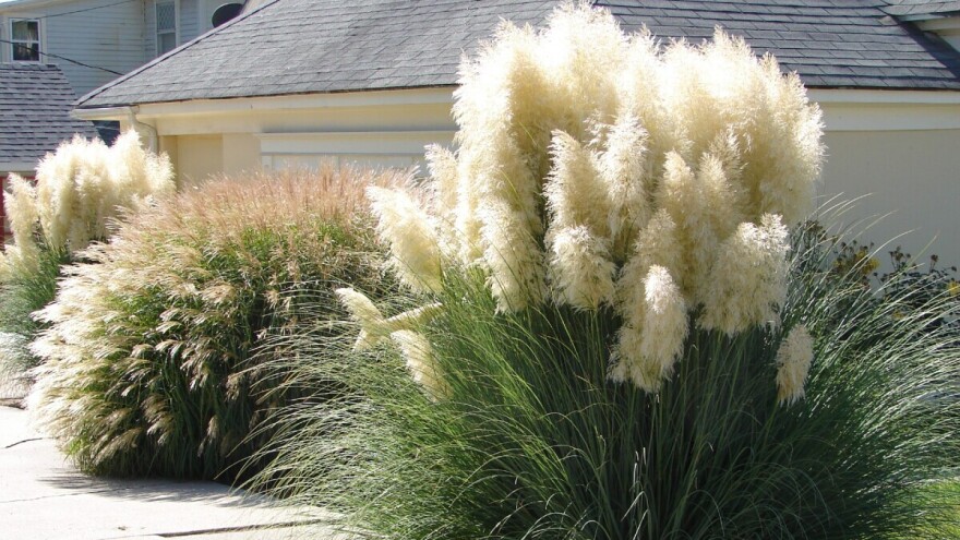 Raskošna, ali opasna - u nekim državama pampas trava donosi kazne, pa čak i zatvor!