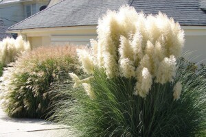 Raskošna, ali opasna - u nekim državama pampas trava donosi kazne, pa čak i zatvor