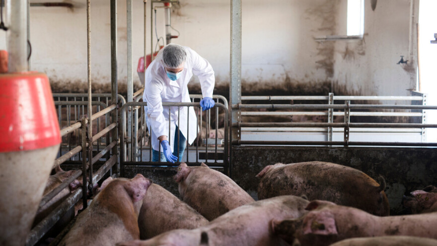 HPK traži kapitalna ulaganja do 200 tisuća eura i rješavanje problema u svinjogojstvu