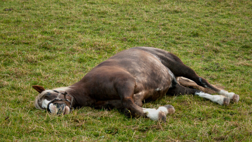 Tuga na pašnjaku: U Italiji grom usmrtio 33 konja