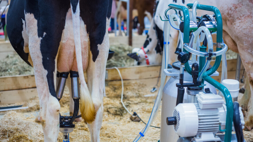 Uskoro isplata drugog kvartala: Osigurano 30 miliona KM poticaja za proizvodnju mlijeka