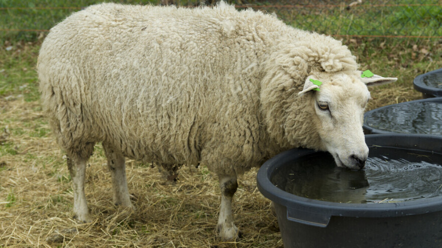 Potrebe ovaca za vodom ovise o više faktora - kako izračunati koliko im treba?