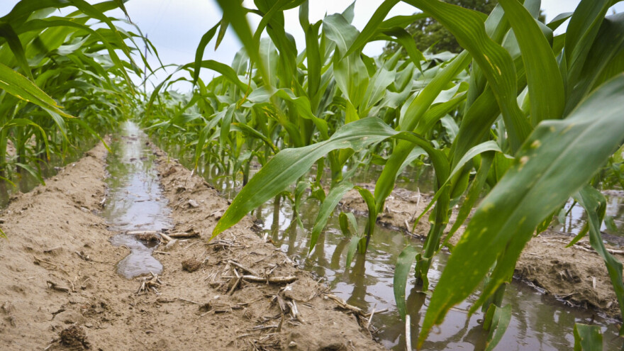Usjevima prijete štetnici i bolesti - posebno je ugrožena jedna vrsta žitarice