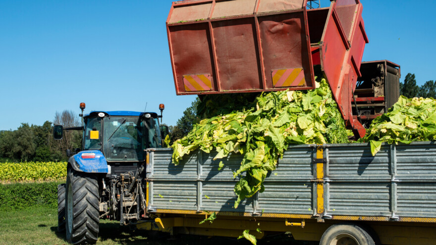 Najveći proizvođač duhan sadi na 30 ha, a dolazi iz županije koja nosi 80 posto domaće proizvodnje