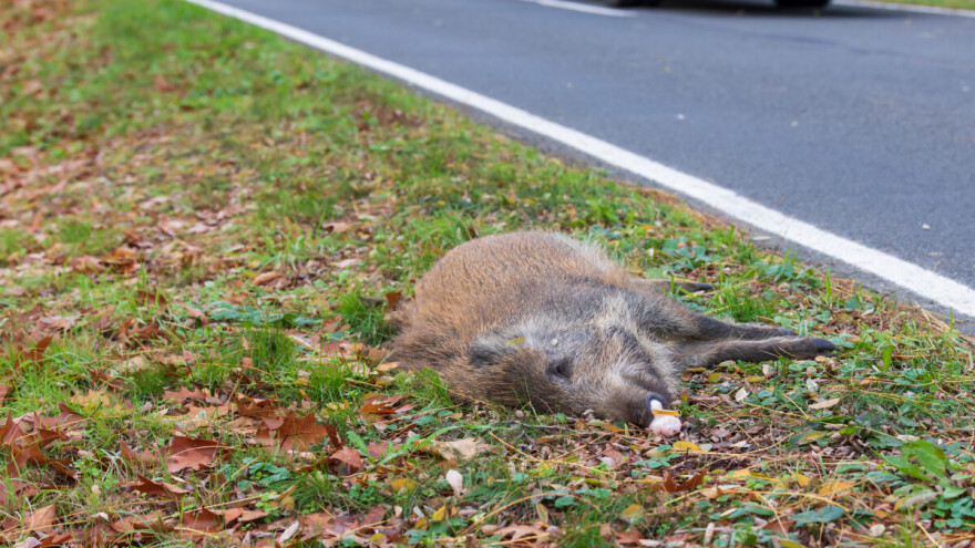 Kod divlje svinje stradale na putu kod Livna potvrđena zarazna bolest