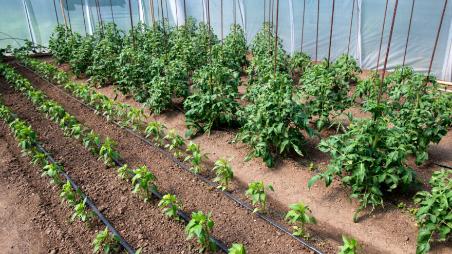 Navodnjavanje tokom vrućina: Izbjegavati najtopliji dio dana ili ipak ne?