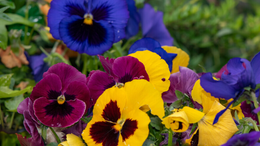 Dan i noć je otporan cvet, ali ima određene zahteve - evo kako ga gajiti