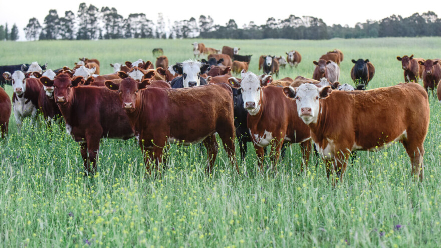 Skandal s "fantomskim kravama" potresa Urugvaj - nestali milioni dolara i stoka