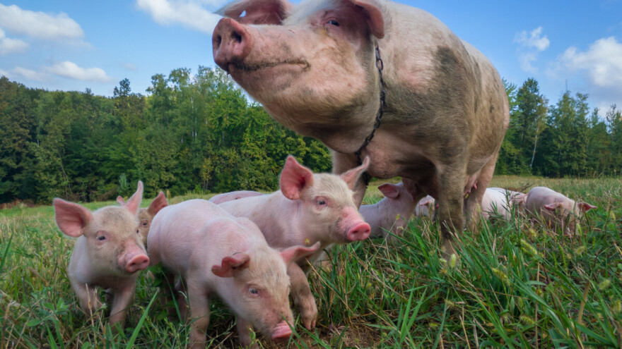 Sankcije za neodgovorne vlasnike - u RS se nastavlja borba protiv afričke kuge svinja