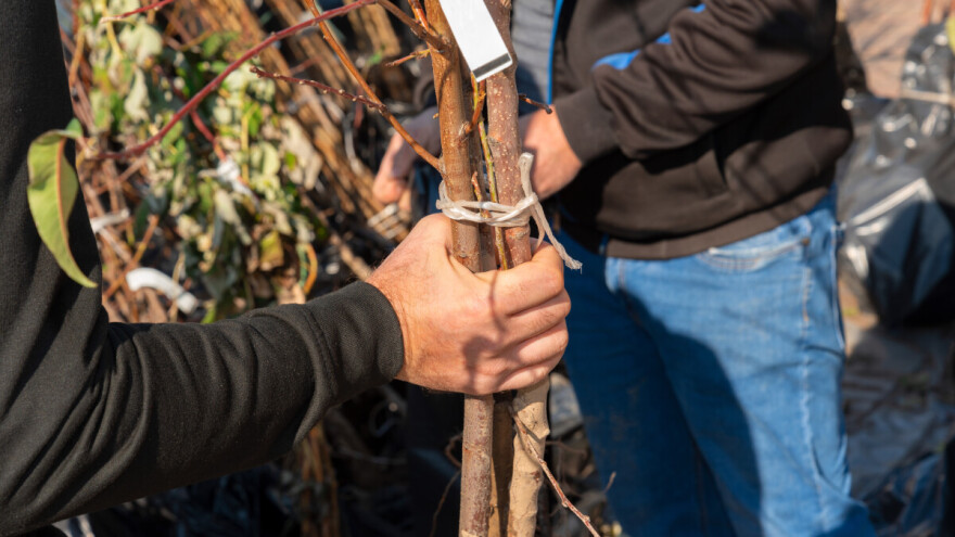 Nabavka i priprema sadnica voća - na šta obratiti pažnju?